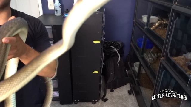 MORELIA MADNESS! CARPET PYTHONS AND SCRUB PYTHONS! смотреть онлайн