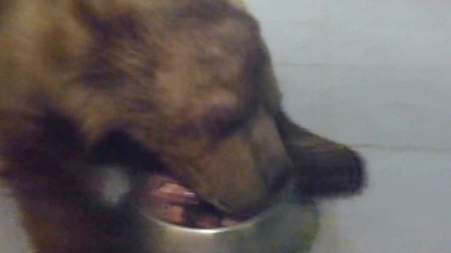 Сенечка и мясо смотреть онлайн