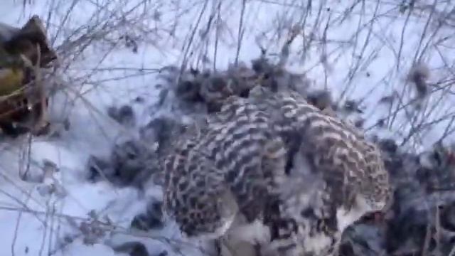 сокіл споживае куріпку.сокол питается куропаткой.a Falcon is fed with partridge смотреть онлайн