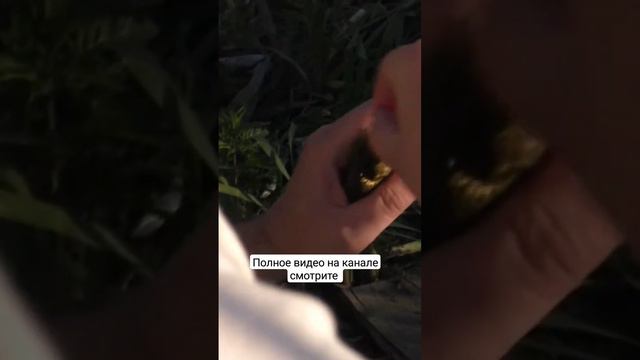 Эта насадка лучше мотыля червя и опарыша! Ловит всю рыбу! #рыбалка смотреть онлайн