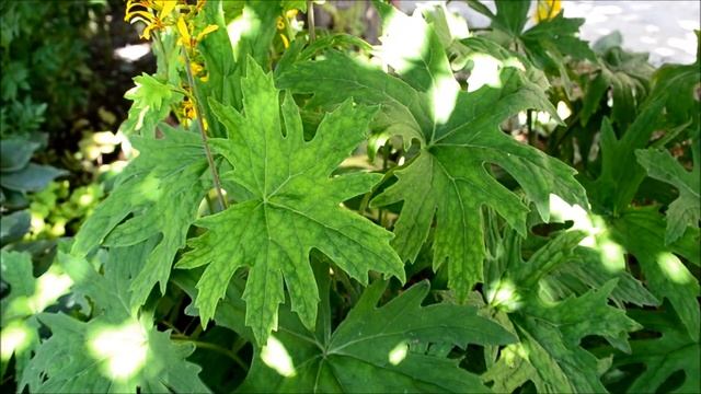 Бузульник Пржевальского. Видео цветения бузульника в начале лета смотреть онлайн