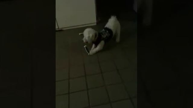 Plays go fetch смотреть онлайн