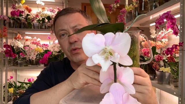 орхидеи РАЗОЧАРОВАШКИ садовники бракоделы ОЖИДАНИЯ и РЕАЛЬНОЕ цветение орхидей смотреть онлайн