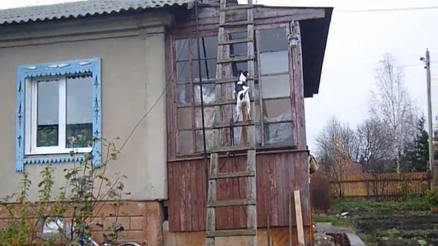 Фокстерьер лазает по лестнице