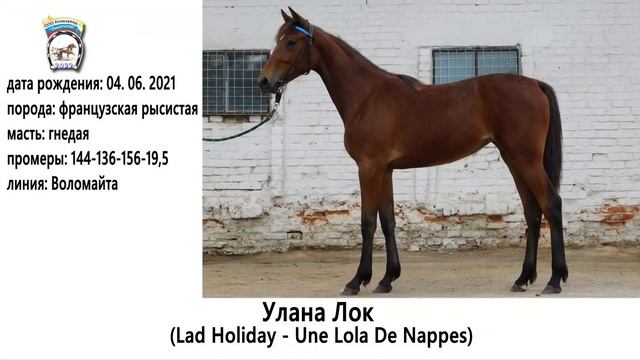 "Локотской" конный завод " приглашает вас на аукцион 6 августа смотреть онлайн
