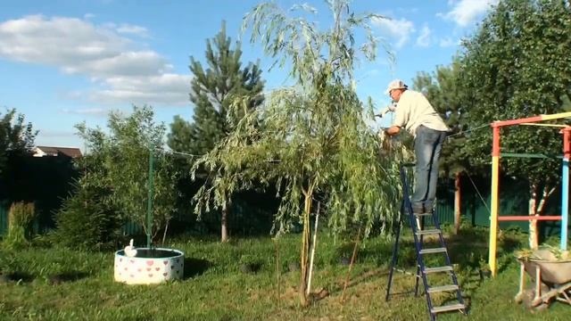 Обрезка Ивы | Моя дача смотреть онлайн
