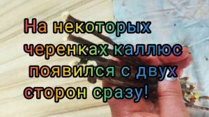 Как прошло укоренение черенков черешни. Каллюс на черенках черешни.