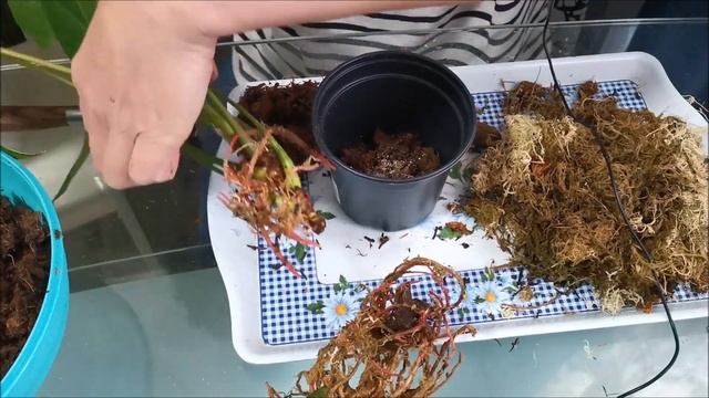 Пересадка антуриума из мха в грунт, условия для лучшей адаптации смотреть онлайн