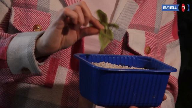 Растение-чужестранец Колеус – в объективе нового выпуска рубрики «Нескучный сад» смотреть онлайн