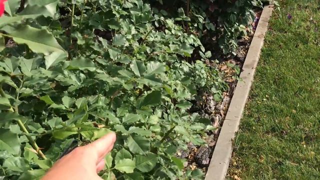 Туи, можжевельники и РОЗЫ ‼️ На каком расстоянии сажать ⁉️ смотреть онлайн