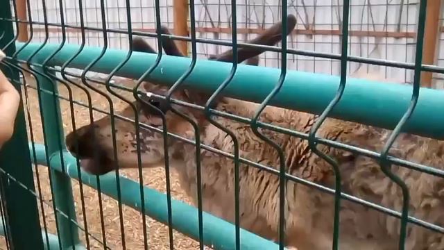 Зоопарк смотреть онлайн