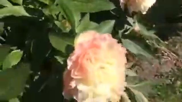 Peony Louis Choice смотреть онлайн