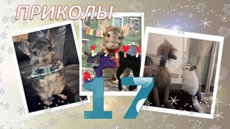 Лучшие приколы про ШИНШИЛЛ! Смешные ШИНШИЛЛЫ! Funny Chinchillas❤#17