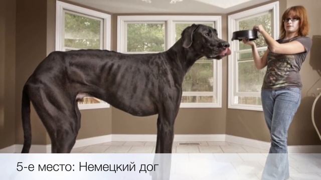 10 самых больших пород собак со всего мира смотреть онлайн