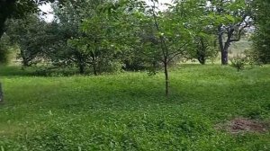 Зелень для волнистых попугаев. Какую траву можно давать попугаям? Я в деревне. #деревня #природа