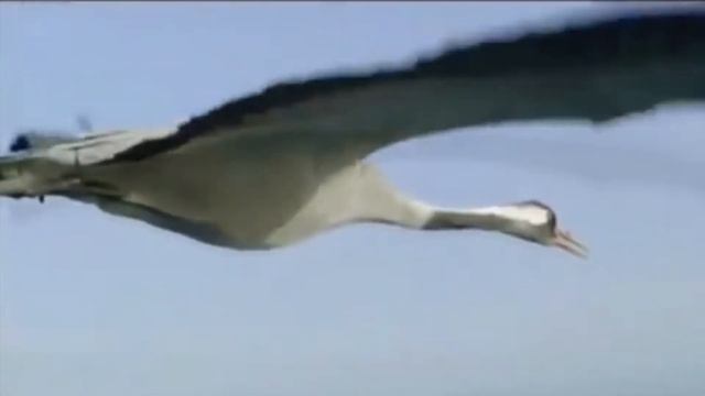 Здесь под небом чужим Эмигрантская песня.."Журавли". смотреть онлайн