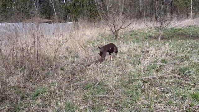 В березках в гостях у лаек. смотреть онлайн