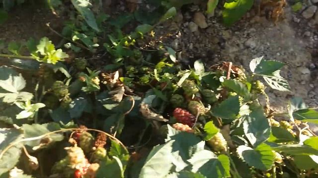 Ежевика. Кийова. Начало плодоношения. Второй год. смотреть онлайн