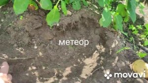 Картофель с. метеор# вкусный#урожайный#дела #домашние ...