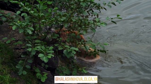 Повышение вибраций до уровня планеты. Часть 4 смотреть онлайн