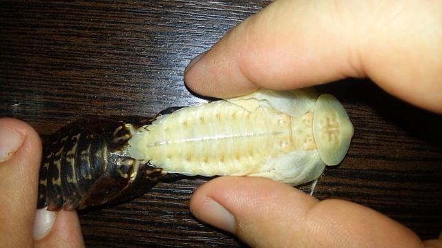 Линька таракана "мёртвая голова" (blaberus craniifer). Death's head cockroach molting. (11.09.2016) смотреть онлайн