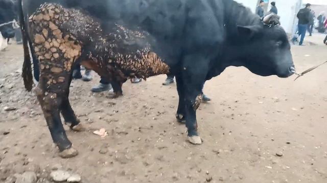 ПАХТАОБОД ТУРСУНЗОДА ЧКАЛОВ РЕГАР НАРХИ БУКАИ ФАРБЕХ КАЛОН АНА БУКА 6 декабря 2020 Г. 1 ТОН 1000КГ смотреть онлайн