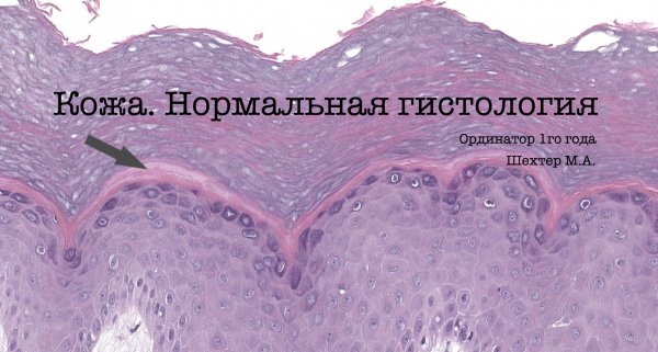 Кожа. Нормальная гистология