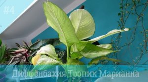 4 сорта Диффенбахий: уход после покупки и прирост за два месяца?