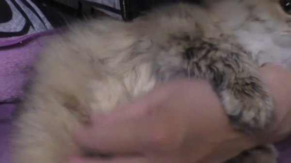 Шампунь для кошек Wonder Lab