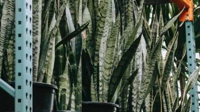 The Power of Snake Plant: Natural Air Purifier смотреть онлайн
