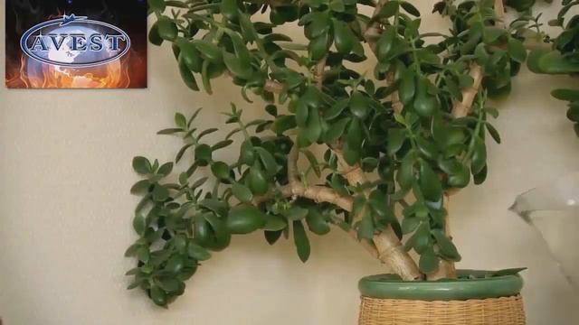 Приготовление лечебной воды с помощью озонатора. Озонатор - ионизатор Авест смотреть онлайн