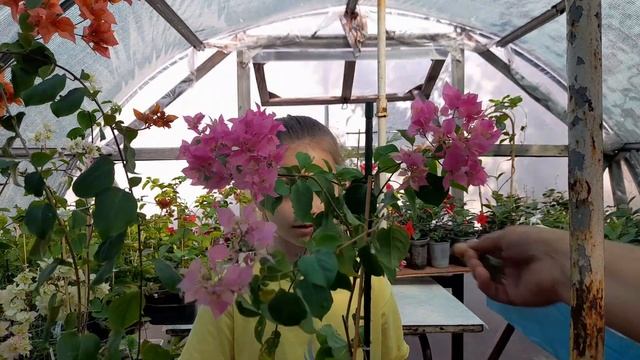 Махровые Бугенвиллеи (обзор взрослых кустов)??? смотреть онлайн