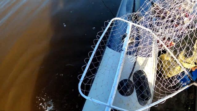 Рыба По Соседству