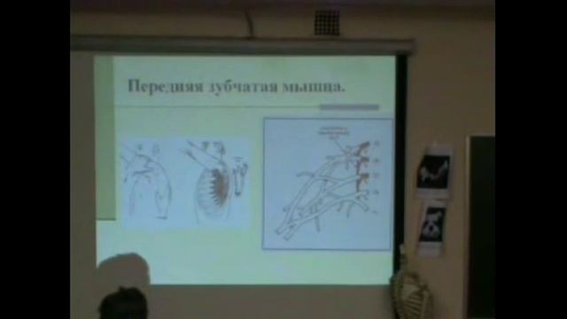 1 Васильева 20 передняя зубчатая мышца смотреть онлайн