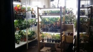 АДЕНИУМ. Цветение моих сортовых адениумов на канале Светланы Чурбановой "Цветочная фея"