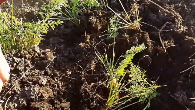 Копаем морковь самодельным плоскорезом смотреть онлайн