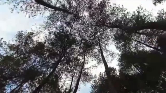 Твой лес/ Клип на стихи Алиссы Росс смотреть онлайн