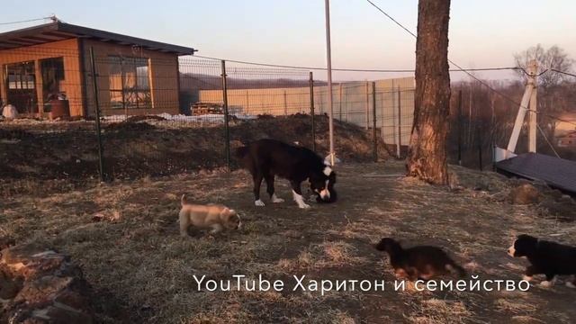 Щенки среднеазиатской овчарки черно-белые. 12 Алабаев. смотреть онлайн