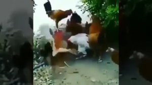 Di perkosa rame-rame