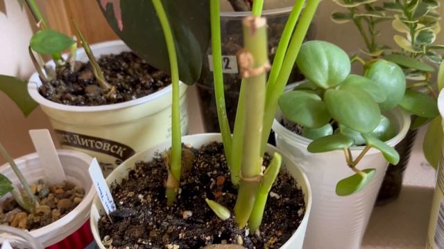 ?БОЛЬШОЙ ОБЗОР МОИХ ЛЮБИМЫХ РАСТЕНИЙ | НЕПРИХОТЛИВЫЕ РАСТЕНИЯ | ЧАСТЬ 2 ? растения в квартире смотреть онлайн