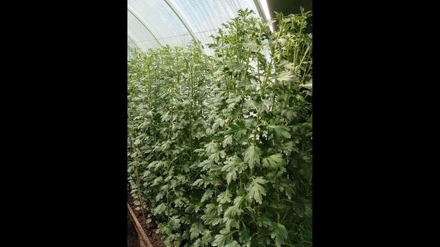 ЧАСТЫЕ ОШИБКИ ПРИ ЗАТЕНЕНИИ ХРИЗАНТЕМЫ. смотреть онлайн