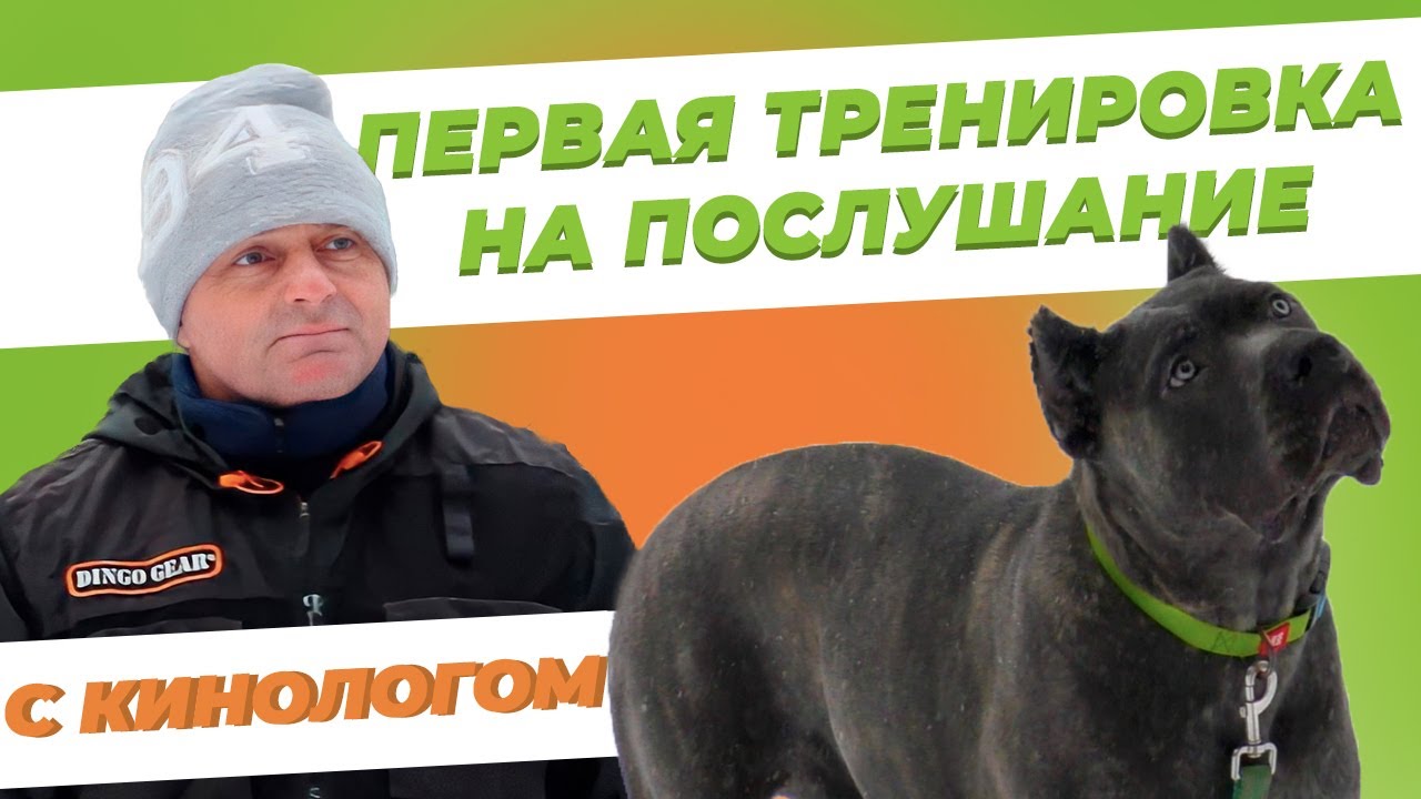 Первая тренировка собаки - Занятие с кинологом - Тренировка на послушание - Дрессировка собаки смотреть онлайн