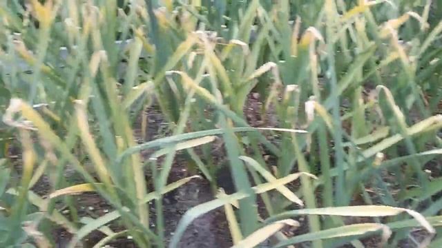 СПАСАЕМ ЧЕСНОК ОТ КРОТА! ЭКОЛОГИЧНО И ДЕЙСТВЕННО! смотреть онлайн