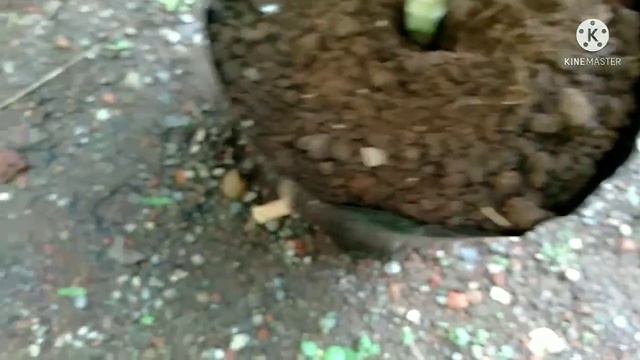 Cara Stek Tanaman Hias Dracaena Mudah Sekali смотреть онлайн
