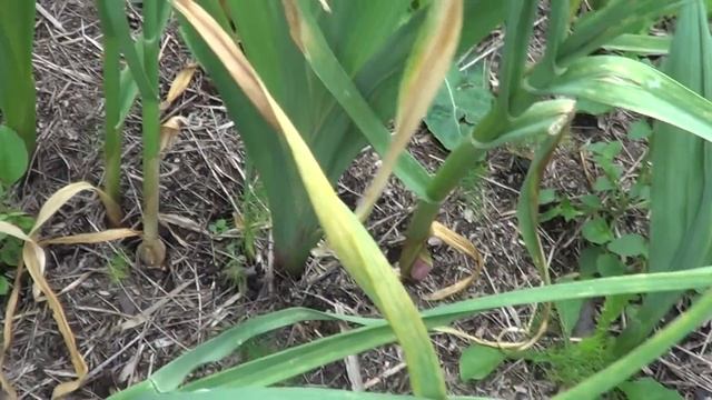 ЧЕСНОК ЖИВОРОДЯЩИЙ ОТВЕТЫ НА ВОПРОСЫ смотреть онлайн