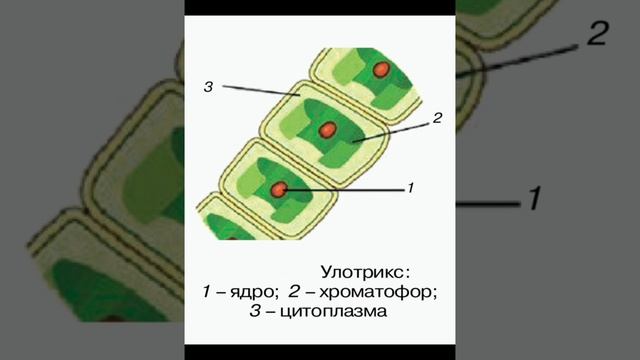 ? Аудиоурок ?Биология 5-класс (9-тема)Тема: Низшие растения смотреть онлайн