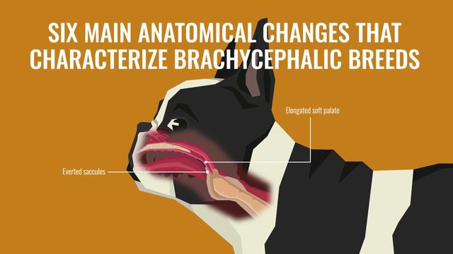 Breathing Problems in French Bulldogs | PetPlace.com смотреть онлайн