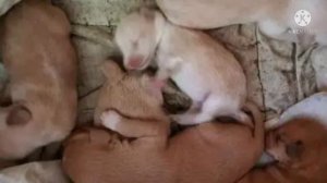 То что нашли в этом мешке до сих пор не укладывается в голове. Живодеры решили утопить щенков