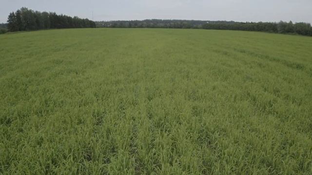 2020 06 зеленое поле с травой рыбушкино 2