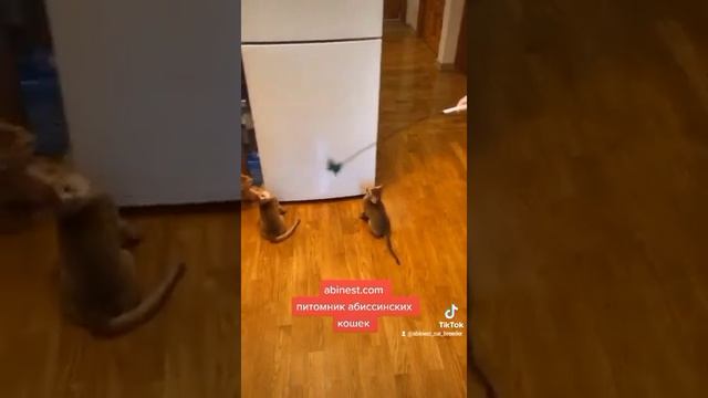 Абиссинские котята соррель окраса ??? смотреть онлайн